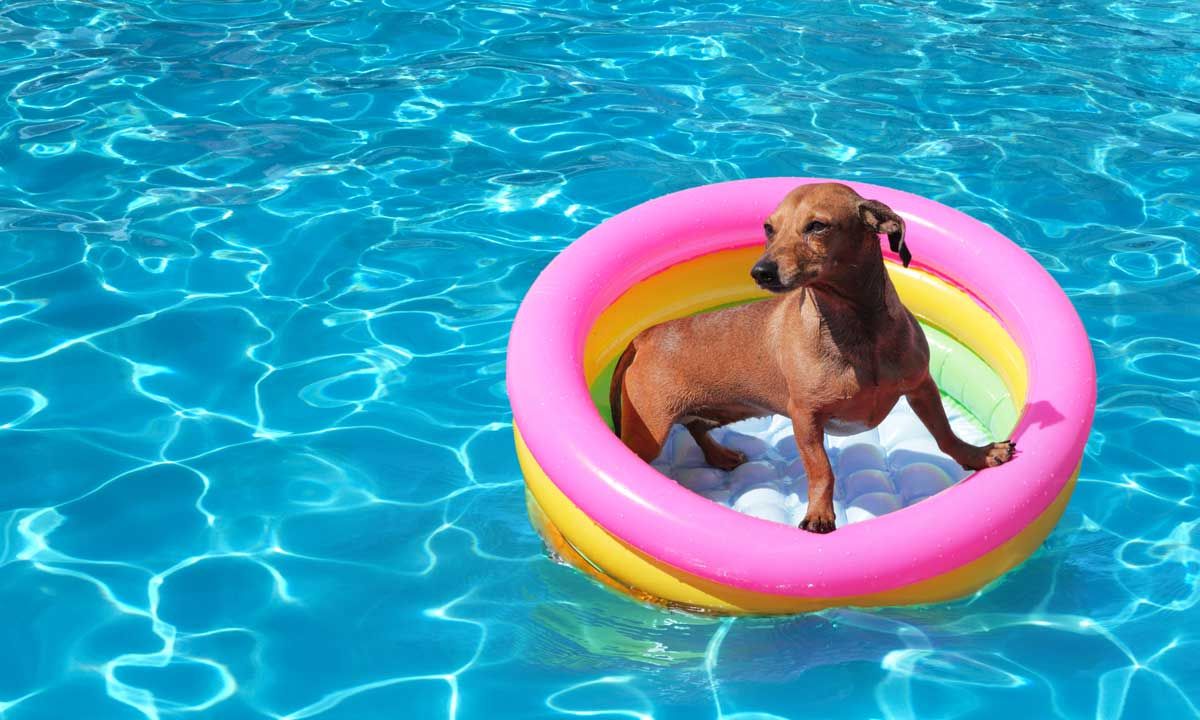 pet-utsav-pool-event