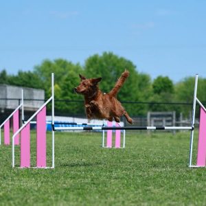 hurdle-tracks