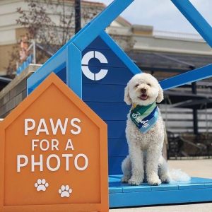 paws-a-click
